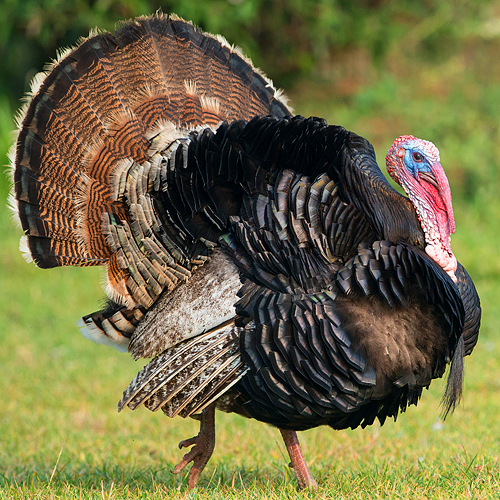 Did Ben Franklin Want a Turkey or Eagle for National Bird?